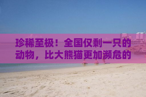 珍稀至极！全国仅剩一只的动物，比大熊猫更加濒危的生存状况
